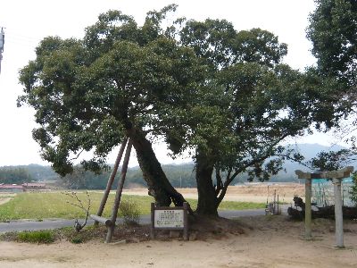 保存樹木「シイノキ」