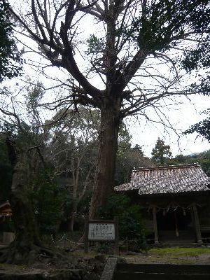 市指定保存樹木「イチョウ」