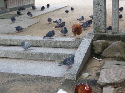 にわとりと鳩