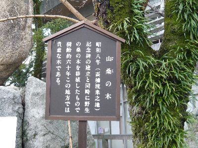 山桑の木の説明