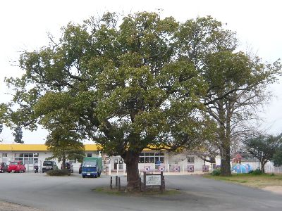 市指定保存樹木「クスノキ」