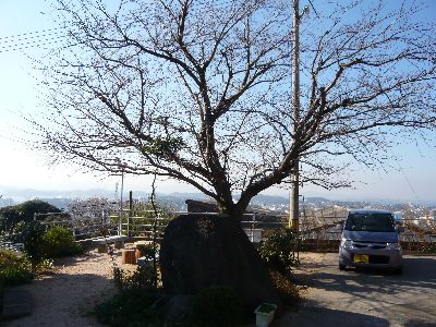 境内の桜