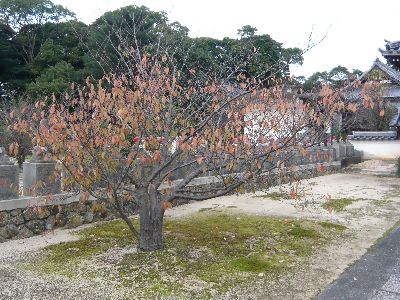 紅葉した桜の木