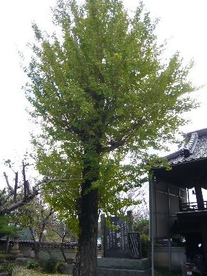 境内のイチョウ(山門左）