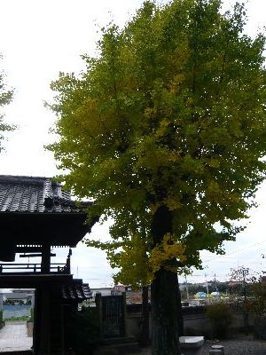 境内のイチョウ(山門右)