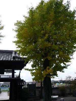 境内のイチョウ(山門右）