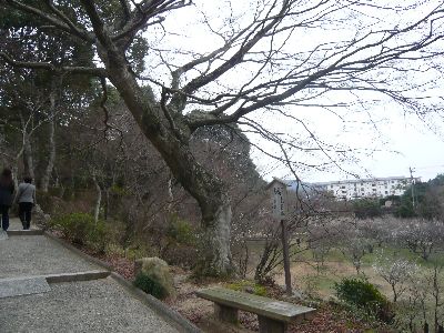 東行楓(樹齢300年)