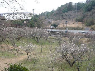 東行庵横の梅林